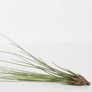 Air Plant 'Juncea - Green' 10-12" - Urban Sprouts