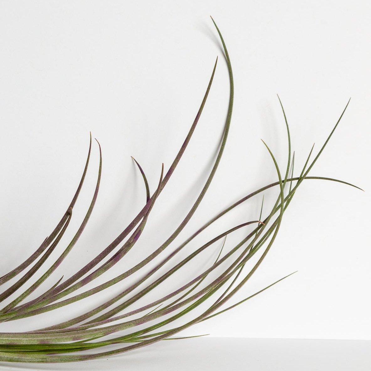 Air Plant 'Juncea - Purple Stripe' 6-8" - Urban Sprouts