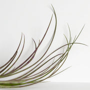 Air Plant 'Juncea - Purple Stripe' 6-8" - Urban Sprouts