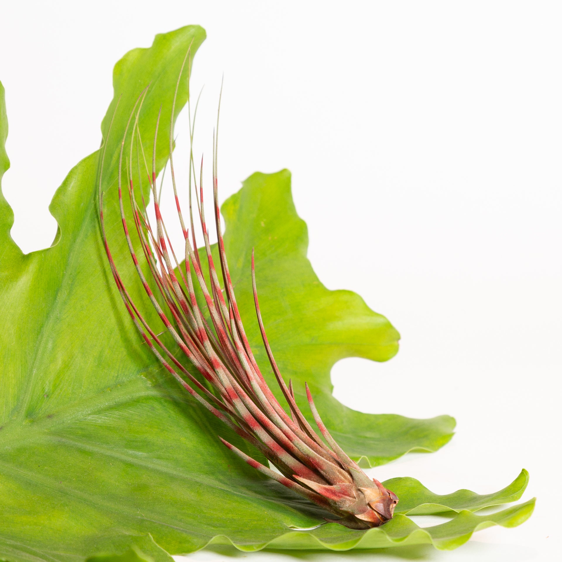 Air Plant 'Juncea - Red Stripe' 6-8" - Urban Sprouts