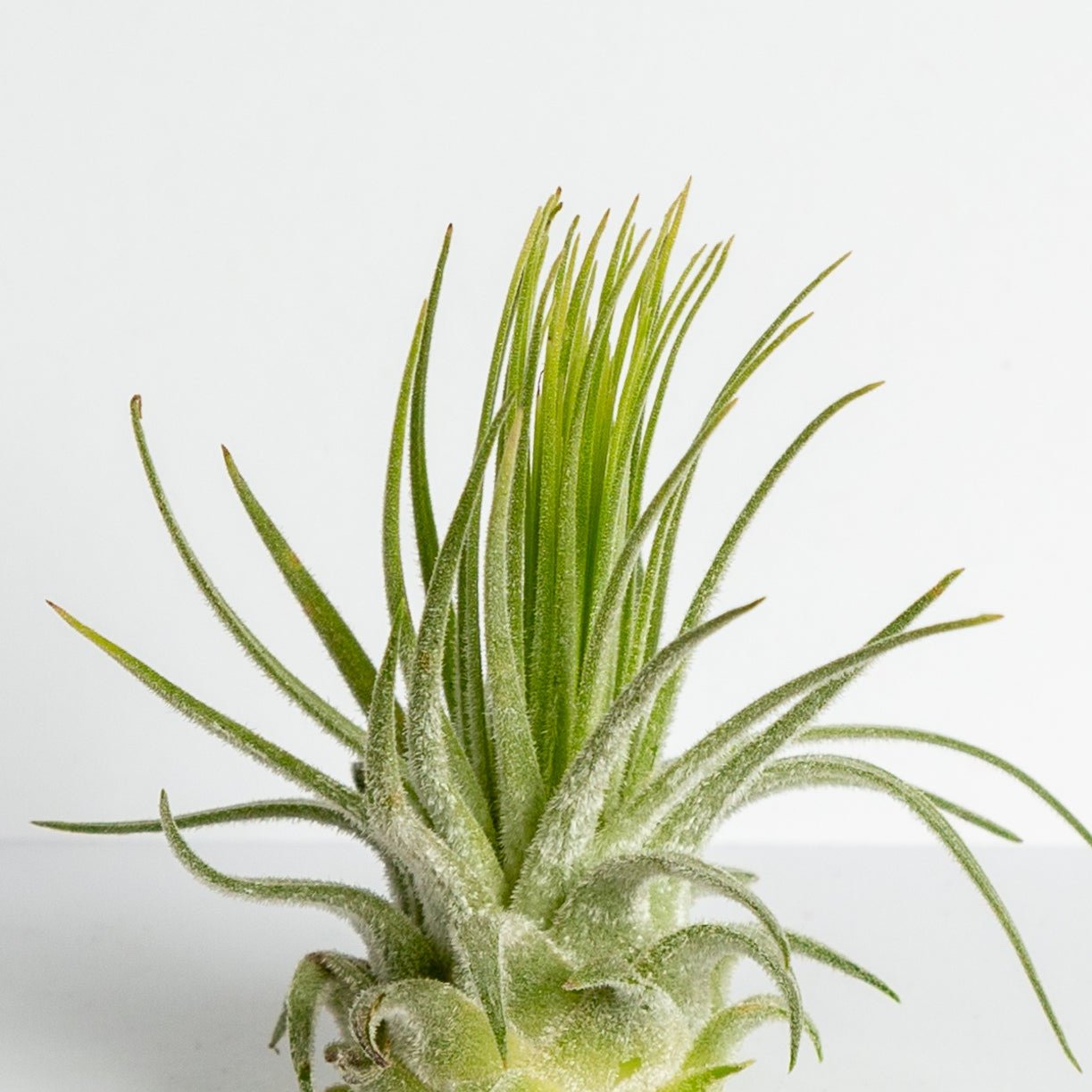 Air Plant 'Magnusiana' 2-3" - Urban Sprouts