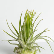 Air Plant 'Magnusiana' 2-3" - Urban Sprouts