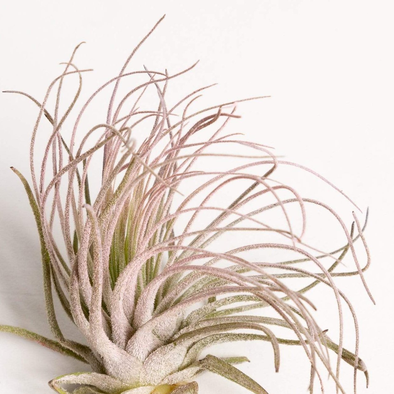 Air Plant 'Magnusiana - Pink' 2-3" - Urban Sprouts