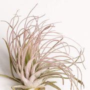Air Plant 'Magnusiana - Pink' 2-3" - Urban Sprouts