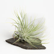 Air Plant ' Magnusiana X Feldhoffi' 7-8" - Urban Sprouts