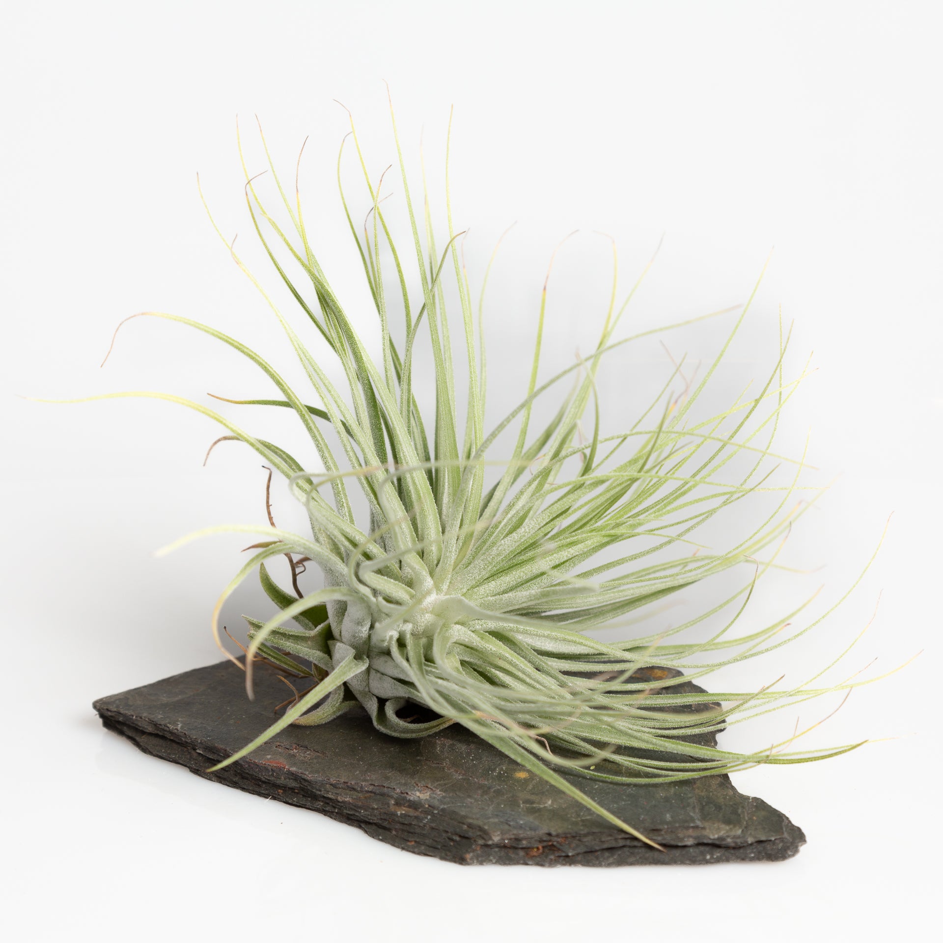 Air Plant ' Magnusiana X Feldhoffi' 7-8" - Urban Sprouts
