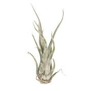 Tillandsia Caput Medusae - Urban Sprouts
