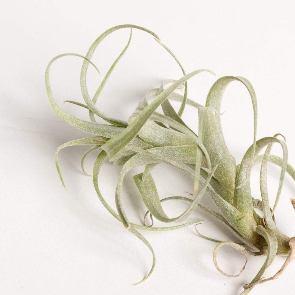 Air Plant 'Nana' 2-3" - Urban Sprouts