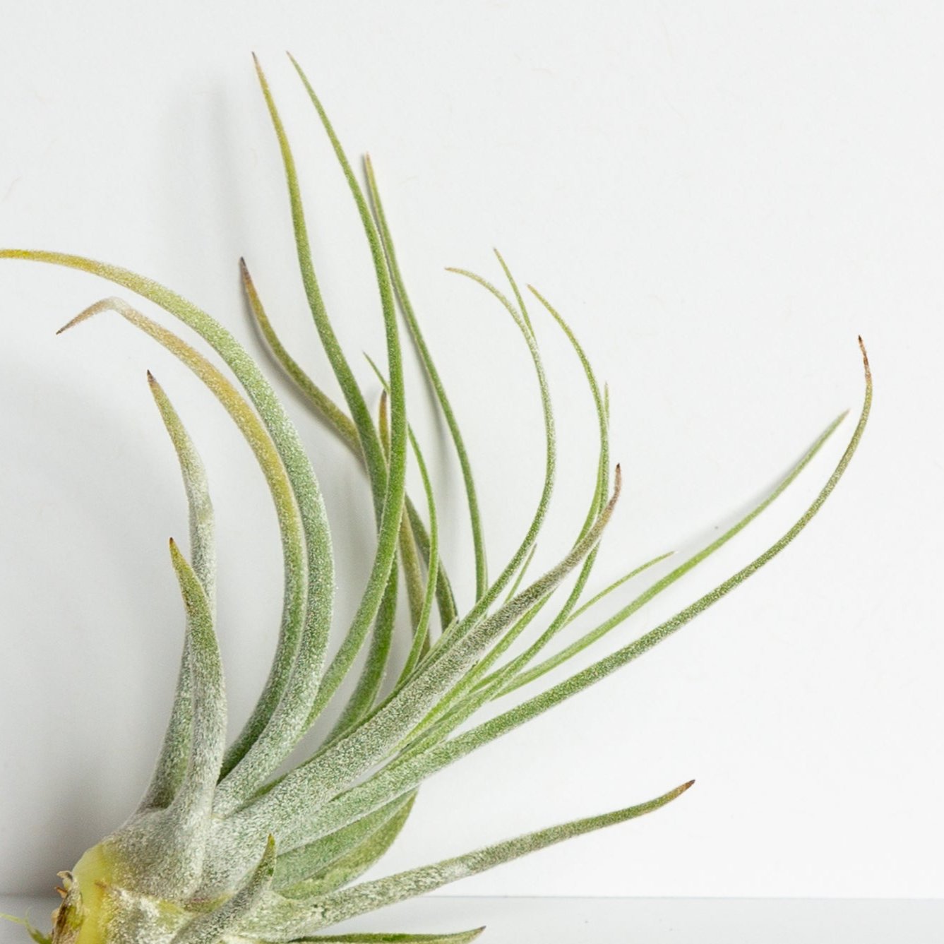 Air Plant 'Oaxacana (Feldhofi)' 2-3" - Urban Sprouts