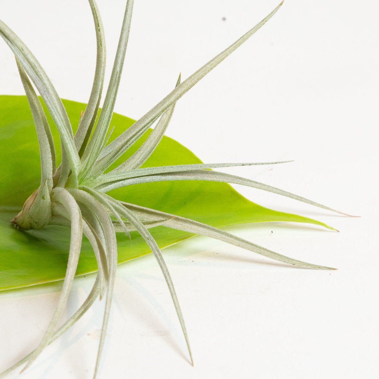 Air Plant 'Plagiotropia' 2-3" - Urban Sprouts