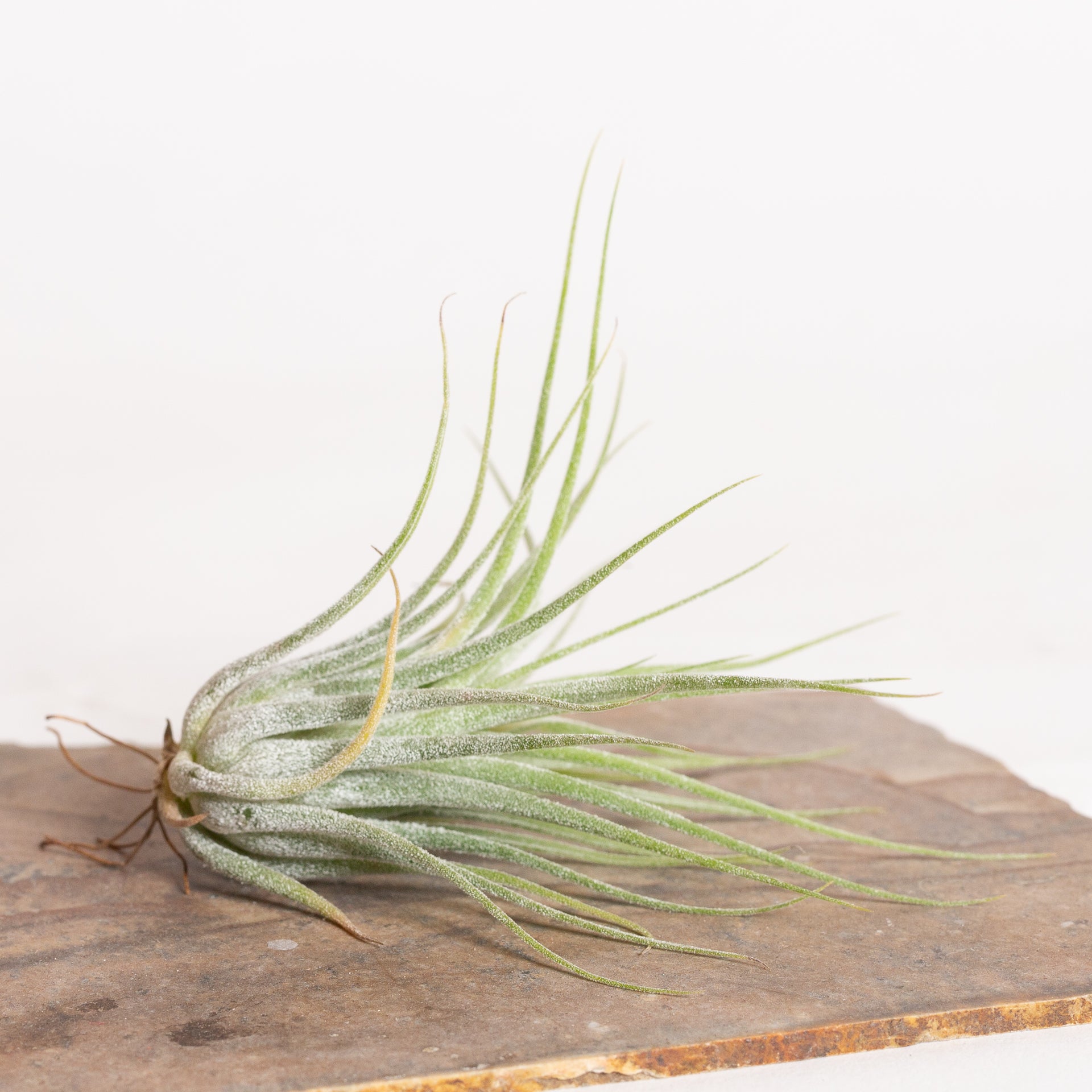 Air Plant 'Scaposa - Green' 2-3" - Urban Sprouts