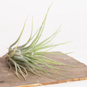 Air Plant 'Scaposa - Green' 2-3" - Urban Sprouts