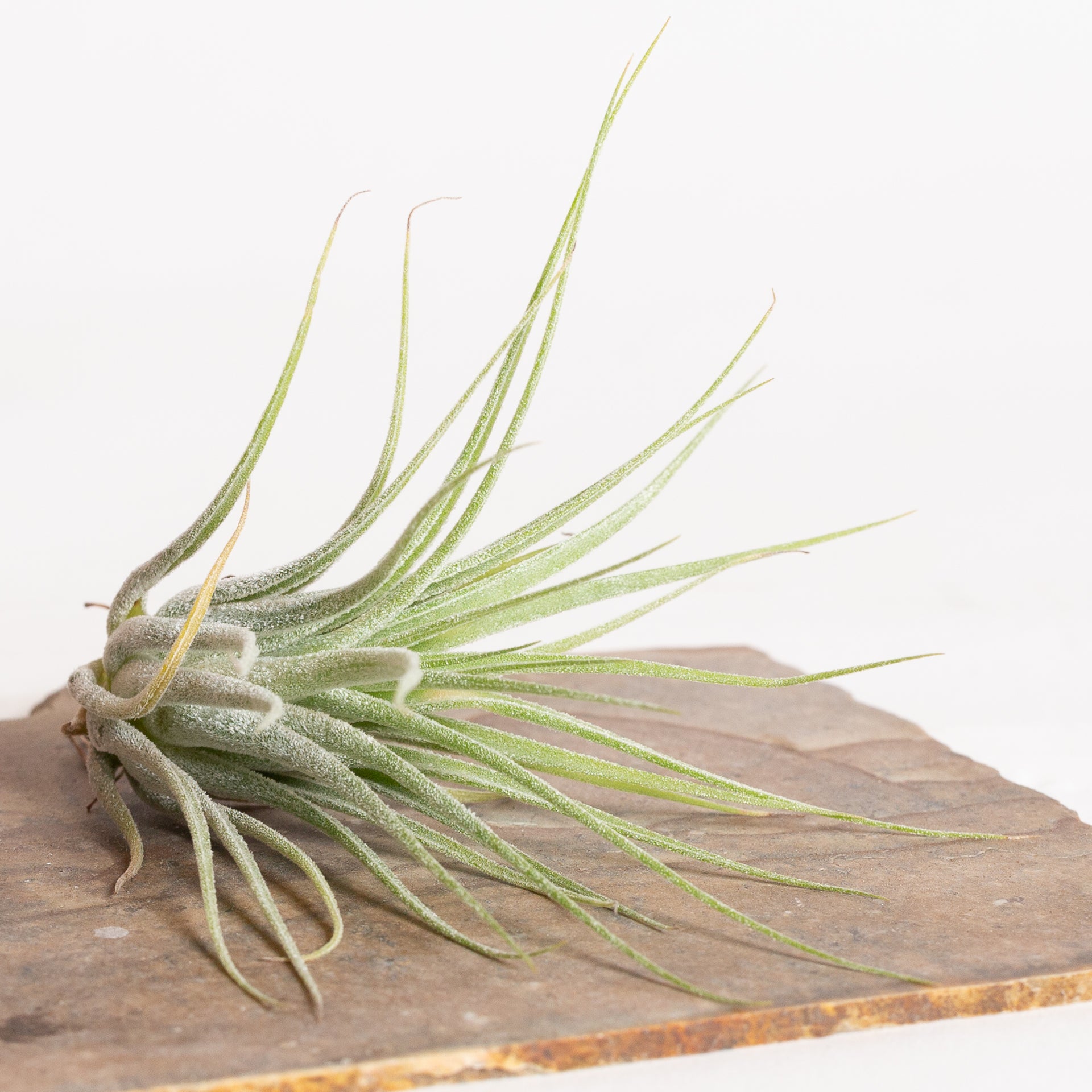 Air Plant 'Scaposa - Green' 2-3" - Urban Sprouts