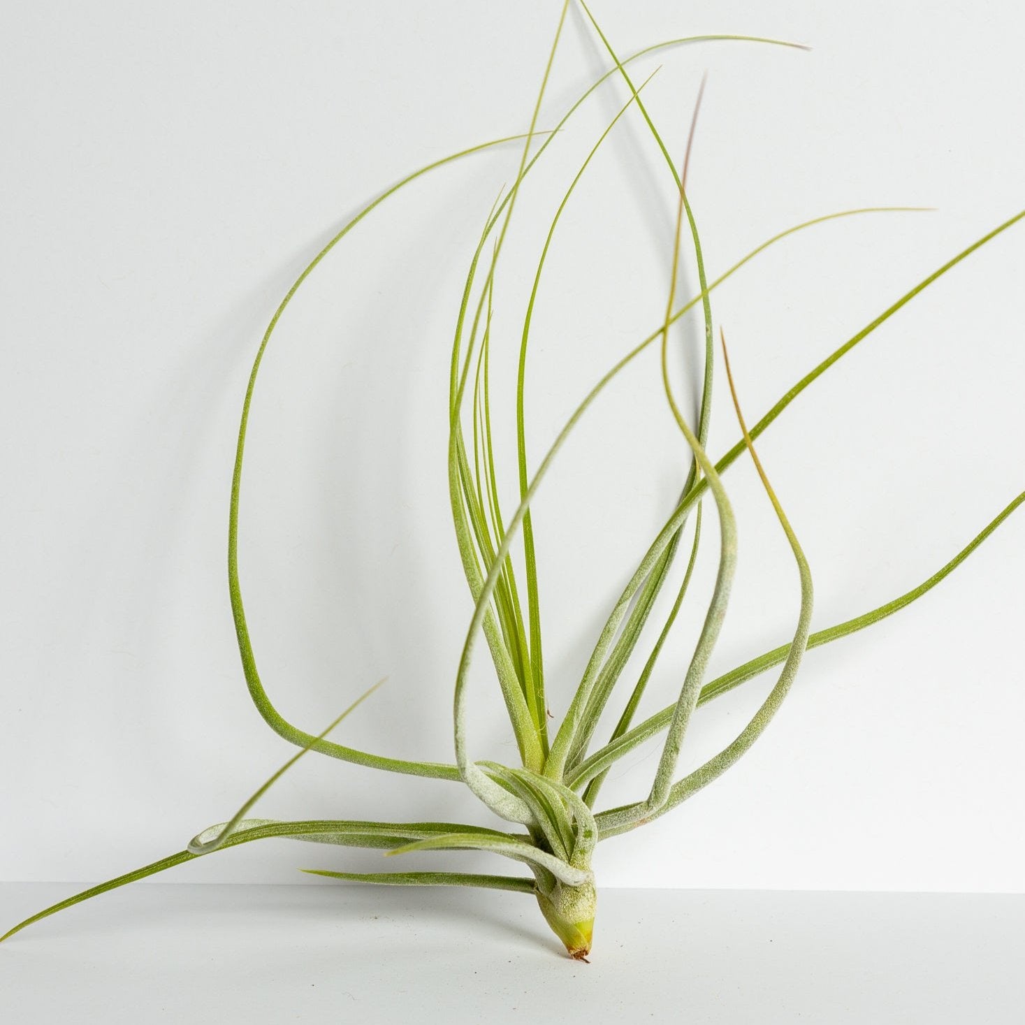 Air Plant 'Schiedeana - White' 5-7" - Urban Sprouts