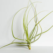 Air Plant 'Schiedeana - White' 5-7" - Urban Sprouts