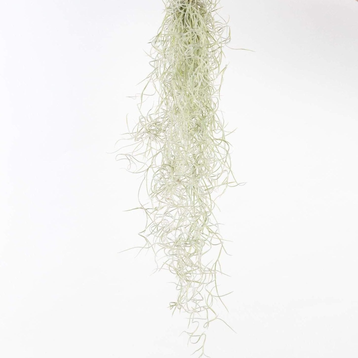Air Plant 'Spanish Moss' Narrow Bundle - Urban Sprouts