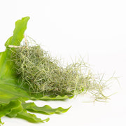 Air Plant 'Spanish Moss' Thick Bundle - Urban Sprouts