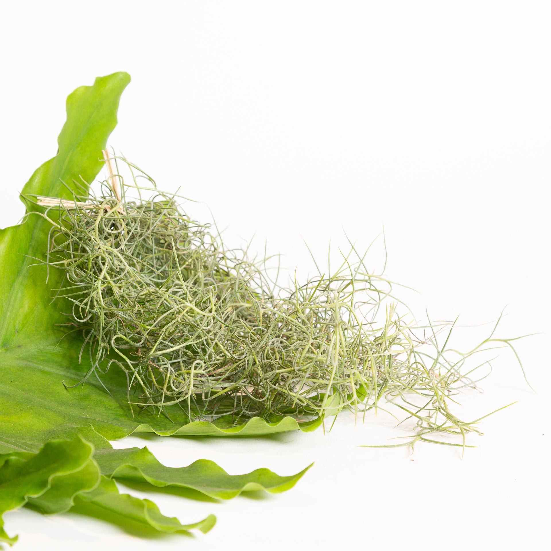 Air Plant 'Spanish Moss' Thick Bundle - Urban Sprouts