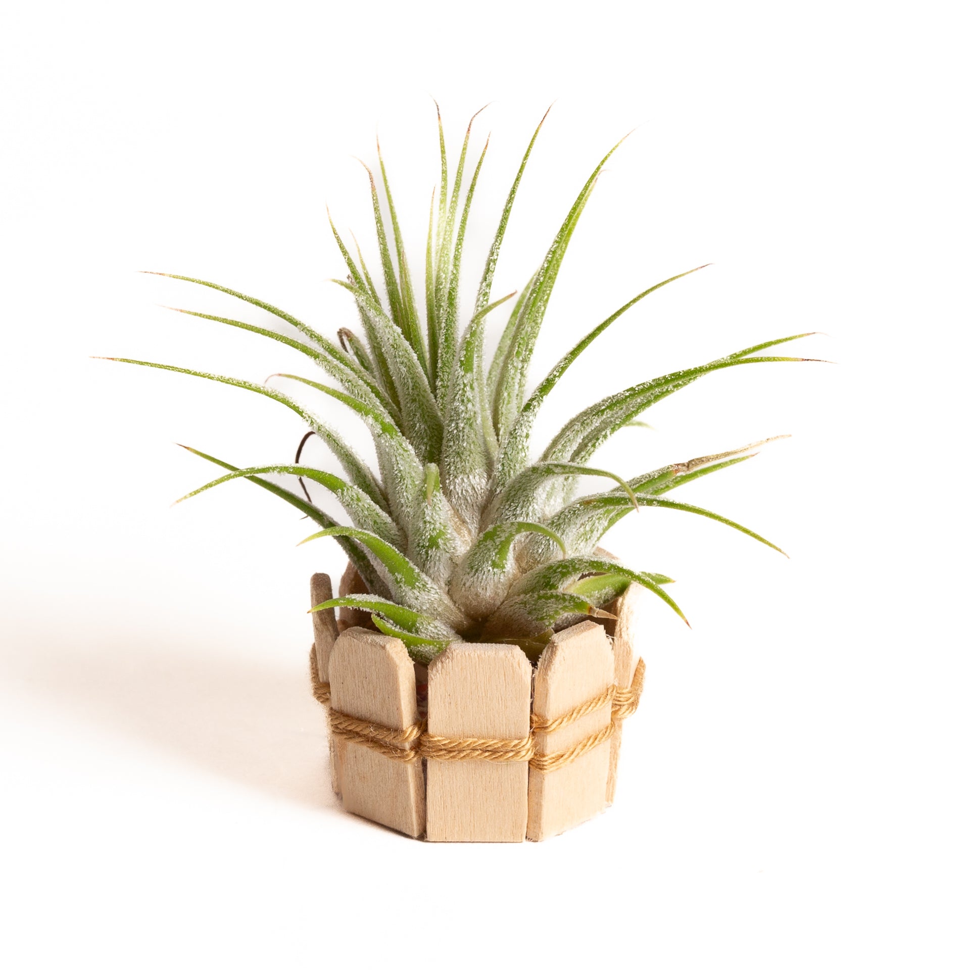 Air Plant Starter Kit (Styled for You) - Urban Sprouts