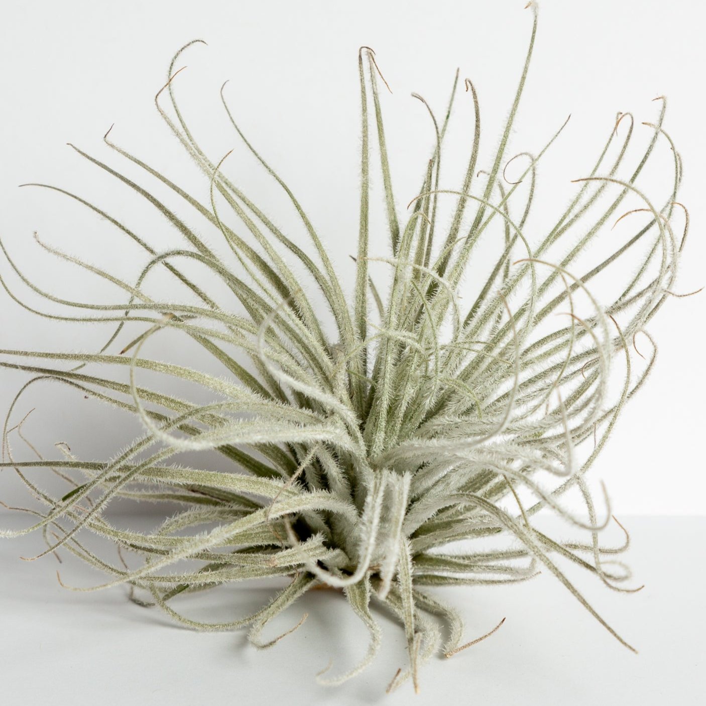 Air Plant 'Tectorum Ecuador' 5-7" - Urban Sprouts