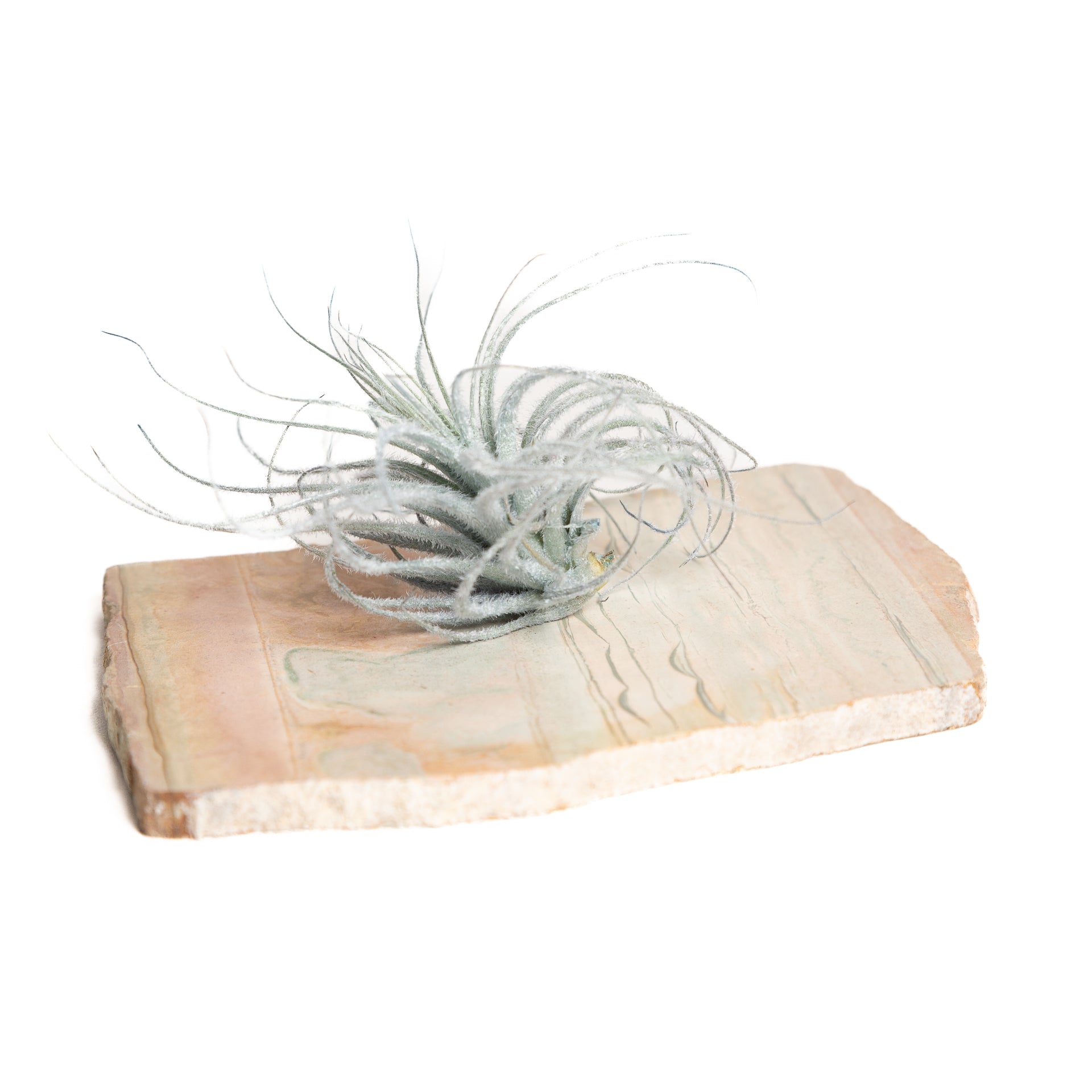 Air Plant 'Tectorum Ecuador - Blue' 2-3" - Urban Sprouts