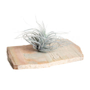 Air Plant 'Tectorum Ecuador - Blue' 2-3" - Urban Sprouts