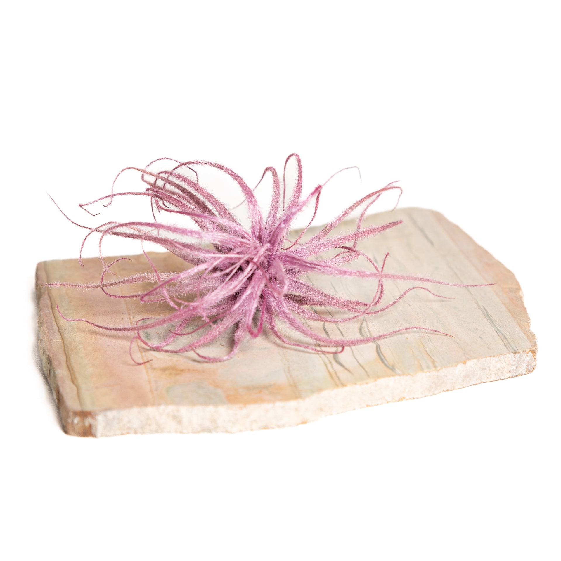 Air Plant 'Tectorum Ecuador - Pink' 2-3" - Urban Sprouts
