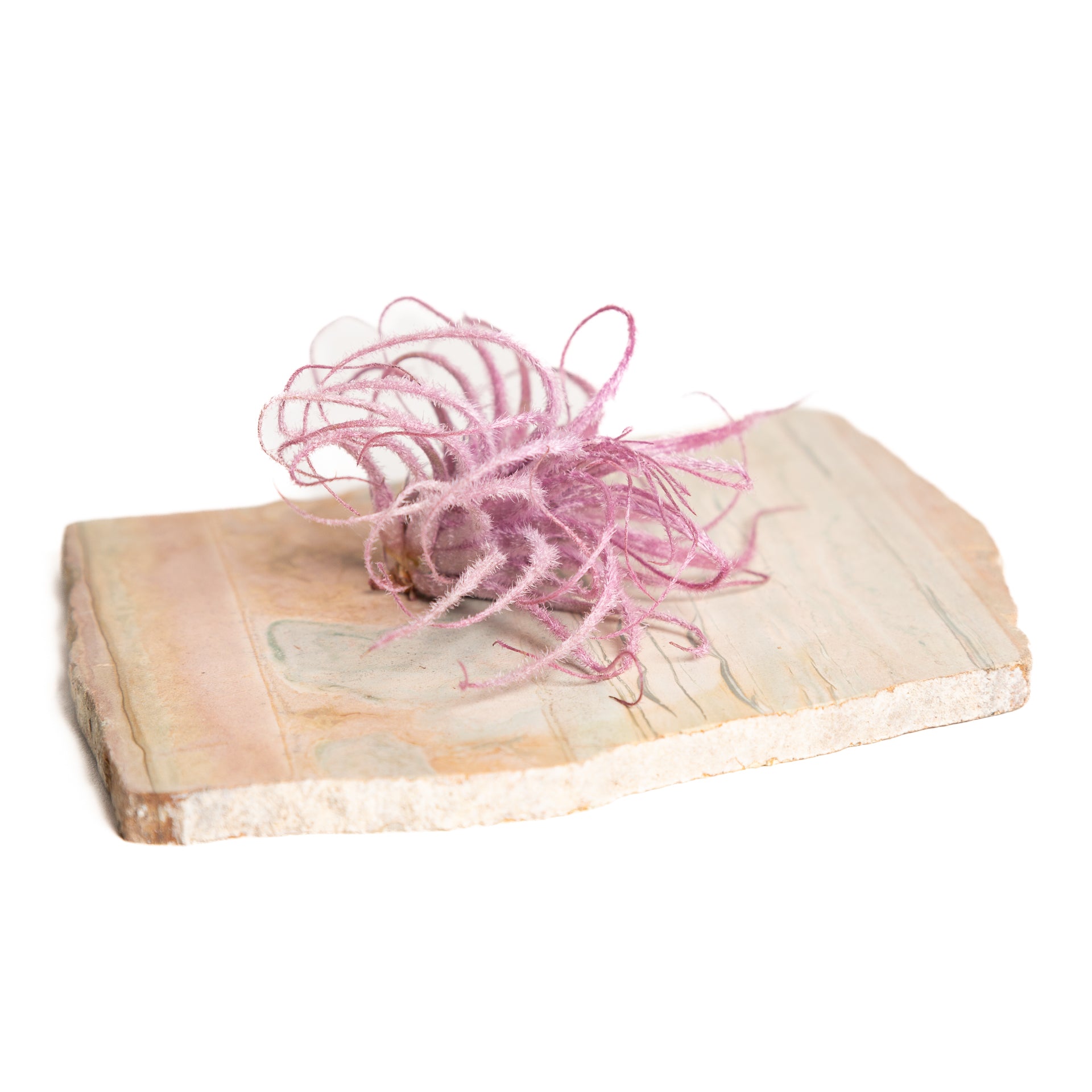 Air Plant 'Tectorum Ecuador - Pink' 2-3" - Urban Sprouts