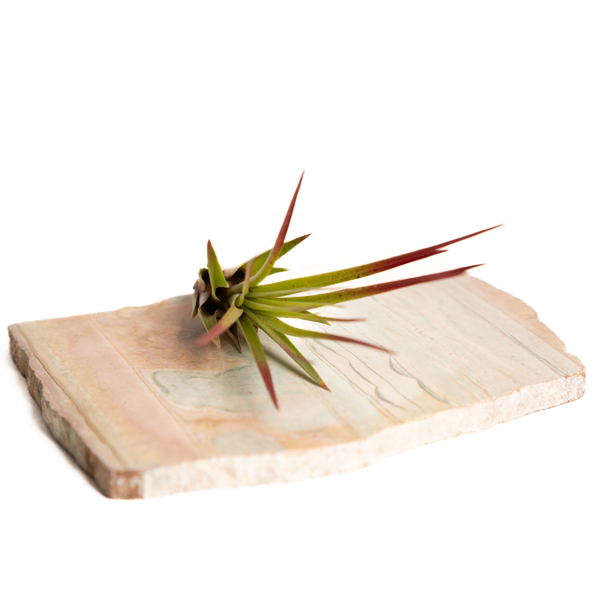 Air Plant 'Tricolor Melano' 3-4" - Urban Sprouts