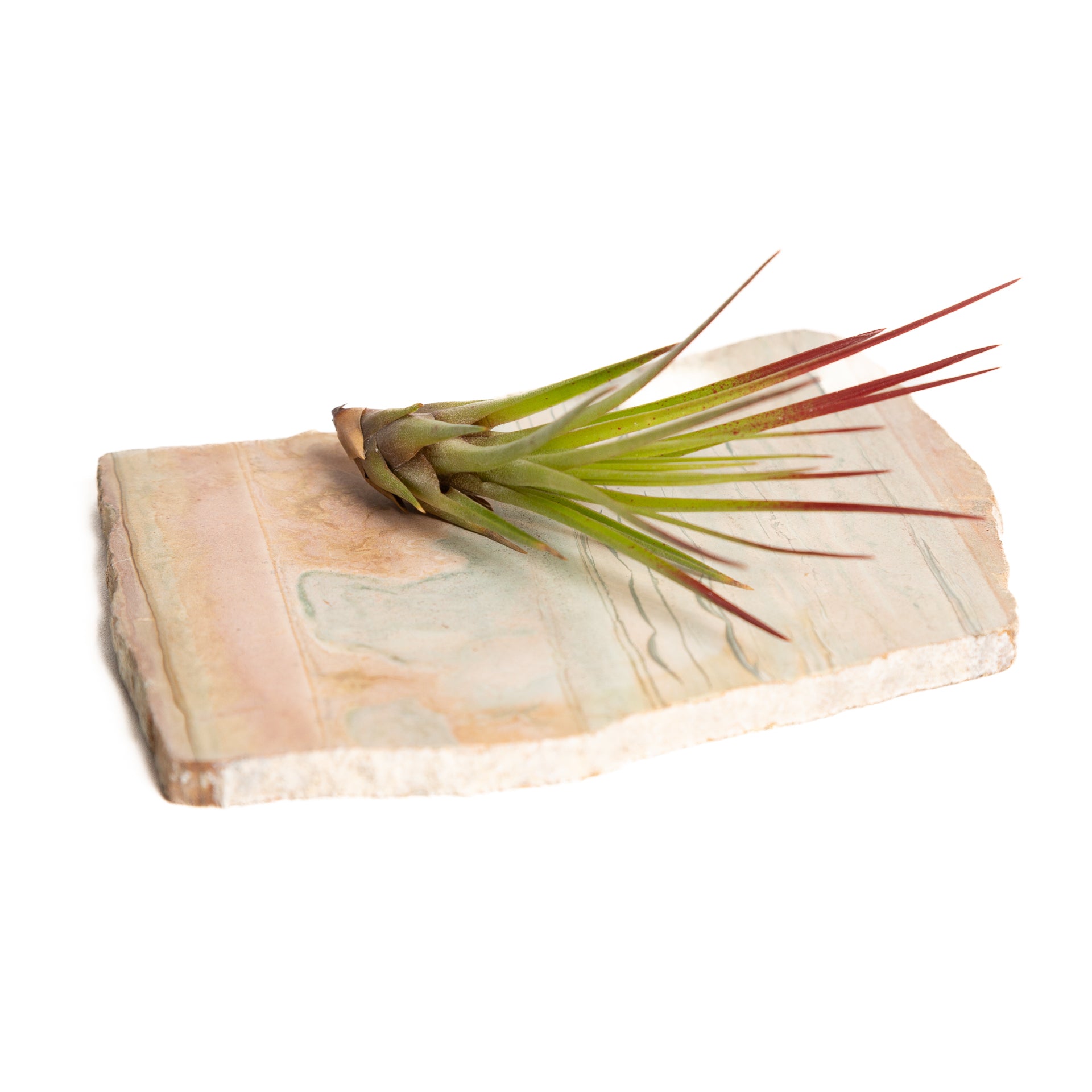 Air Plant 'Tricolor Melano' 3-4" - Urban Sprouts