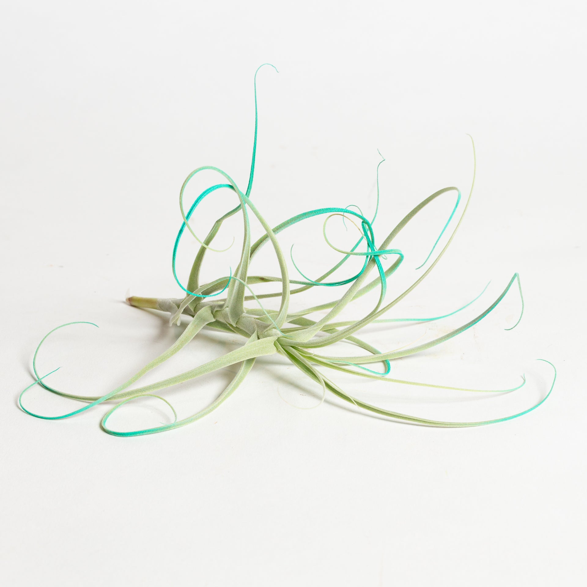 tilly air plants Air Plant 'Turquoise Tilly' 4-6"