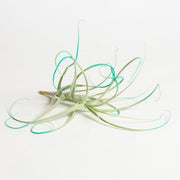 Air Plant 'Turquoise Tilly' 4-6" - Urban Sprouts