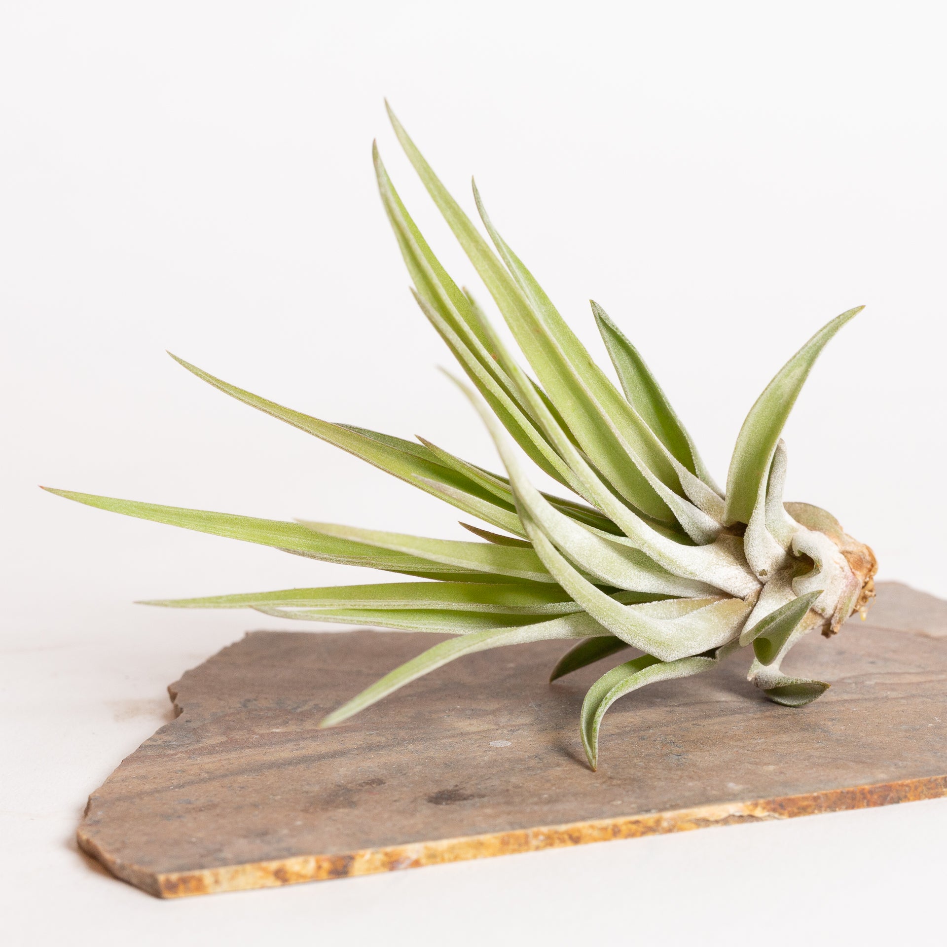 Air Plant 'Velutina' 4-5" - Urban Sprouts