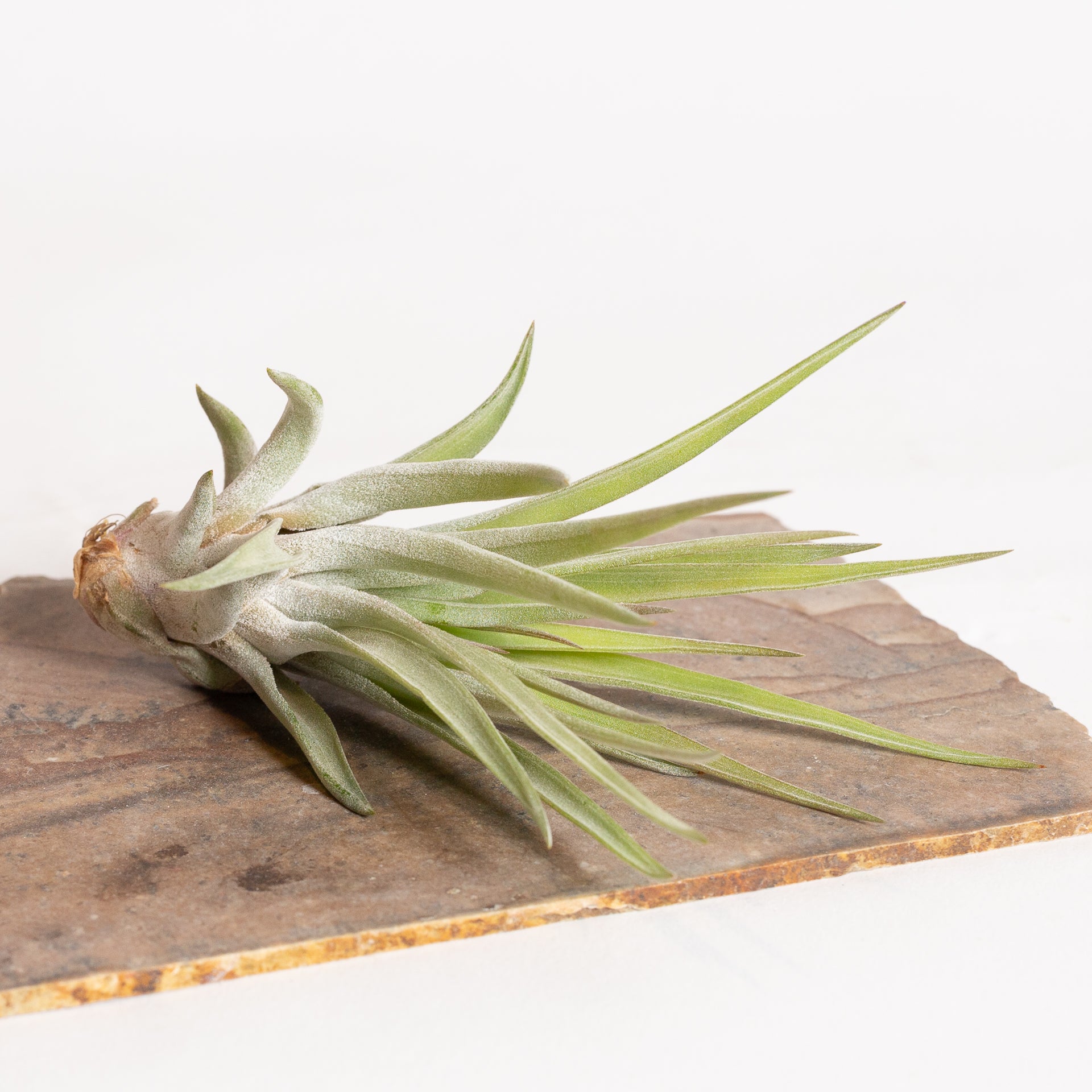 Air Plant 'Velutina' 4-5" - Urban Sprouts