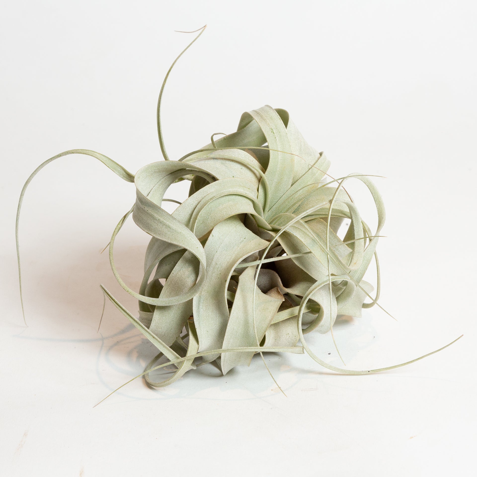 Air Plant 'Xerographica' 6" - Urban Sprouts