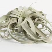 Air Plant 'Xerographica' 8" - Urban Sprouts