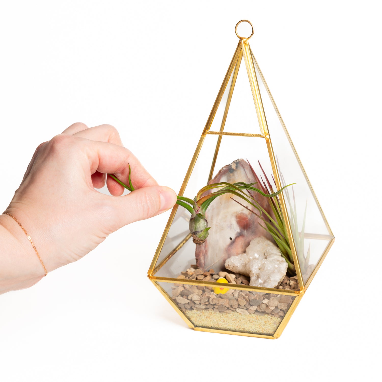 3/30 @ 2:00 Air Plant Terrariums Workshop