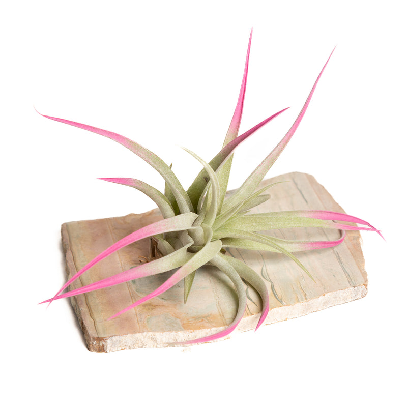 Air Plant 'Capitata - Raspberry ' 3-4"