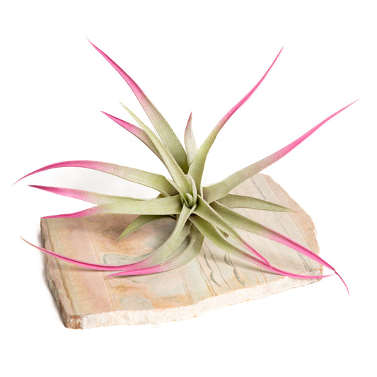 Air Plant 'Capitata - Raspberry ' 3-4"