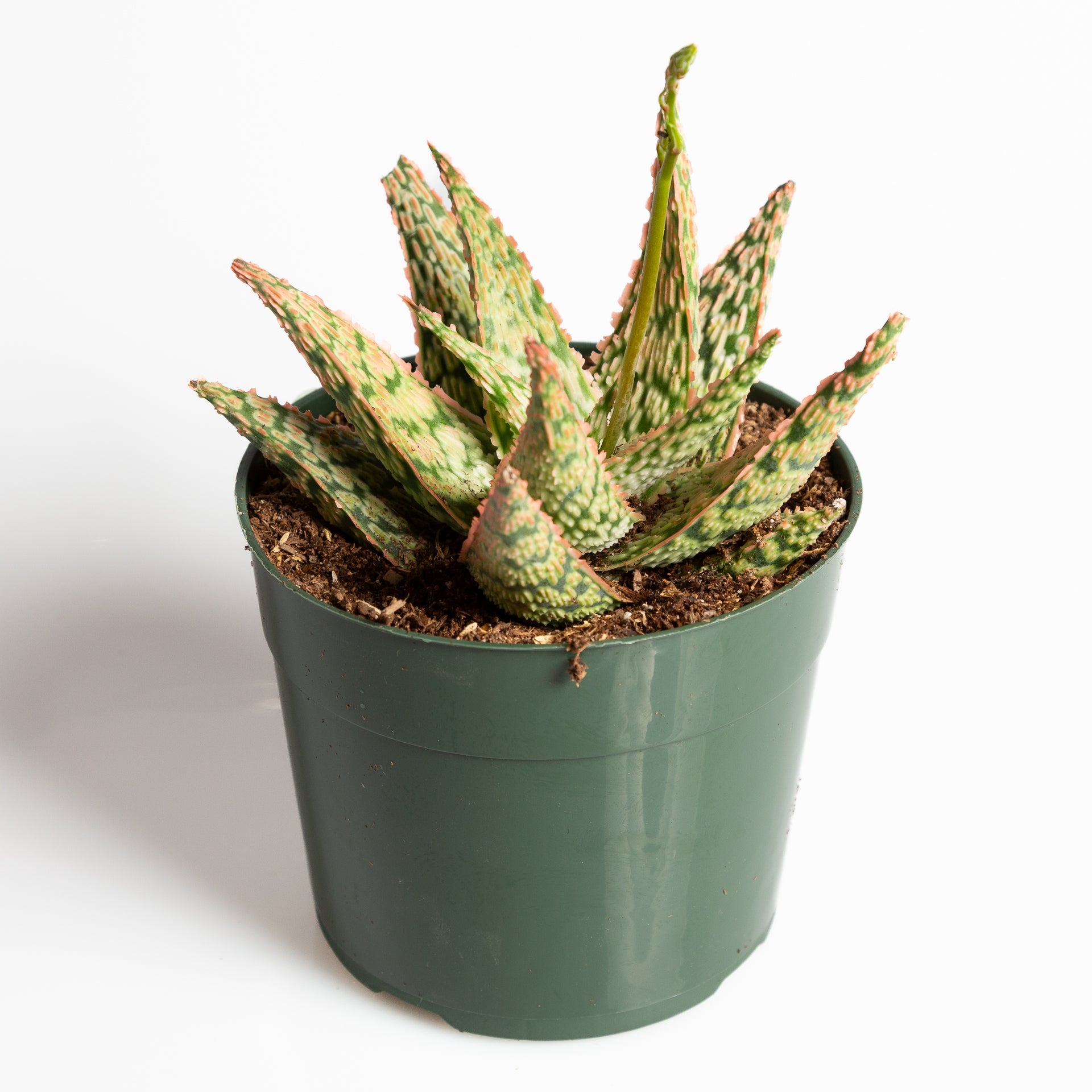 Aloe 'Firecracker' 6" - Urban Sprouts