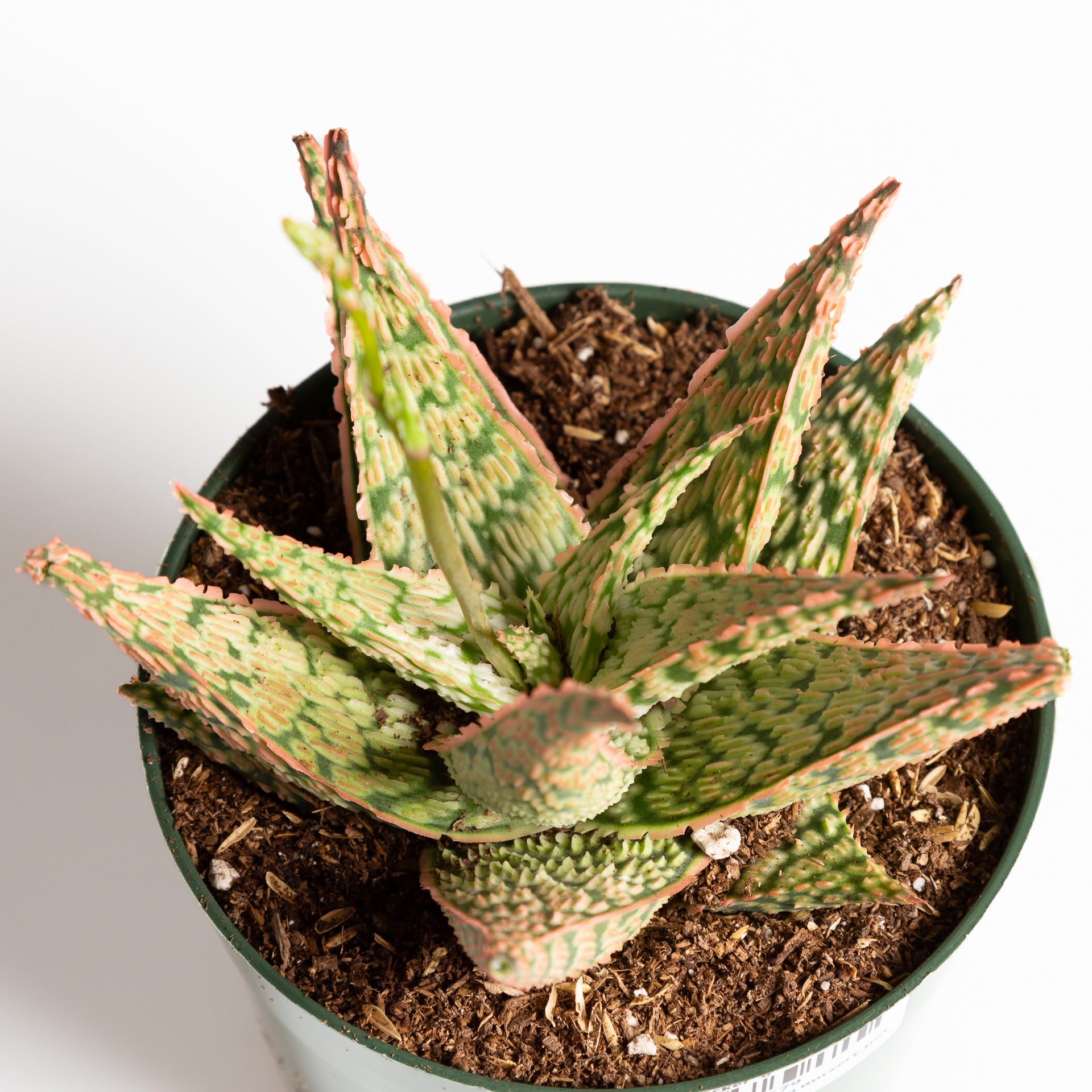 Aloe 'Firecracker' 6" - Urban Sprouts