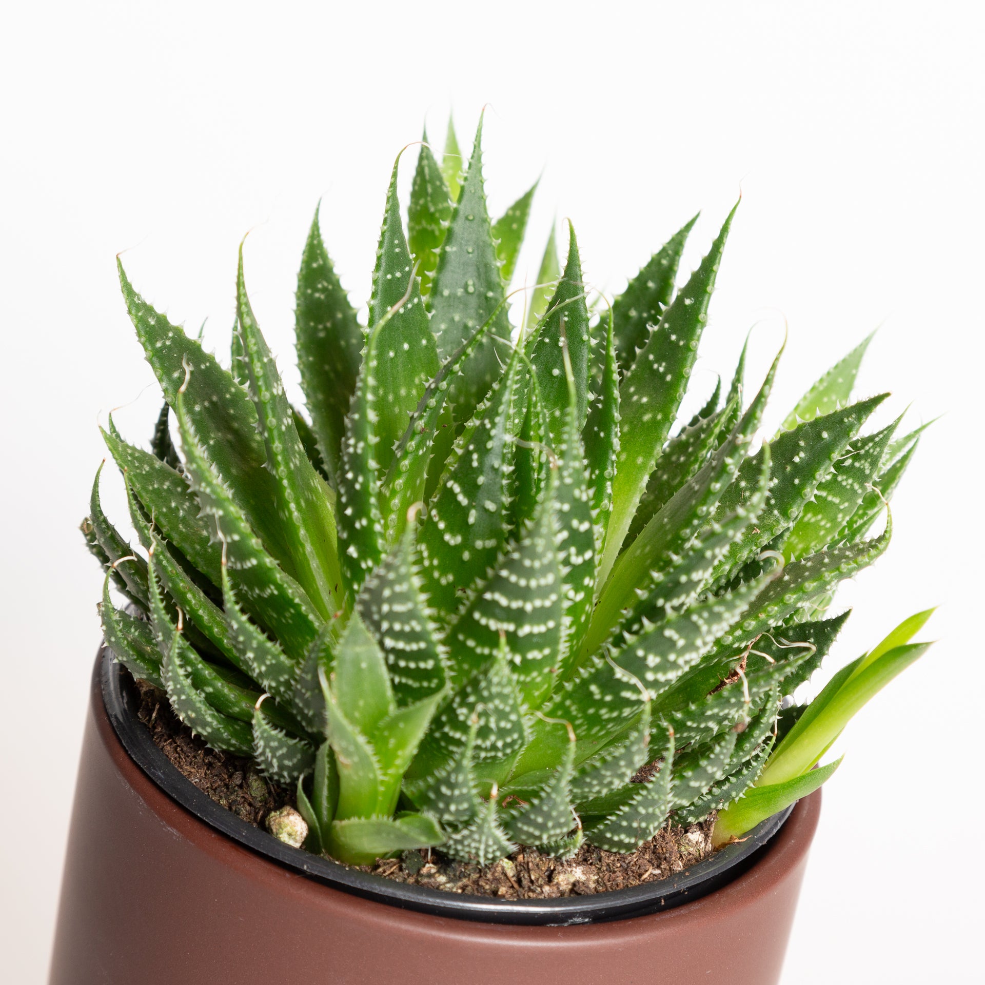 Aloe 'Lace' 4" XL - Urban Sprouts