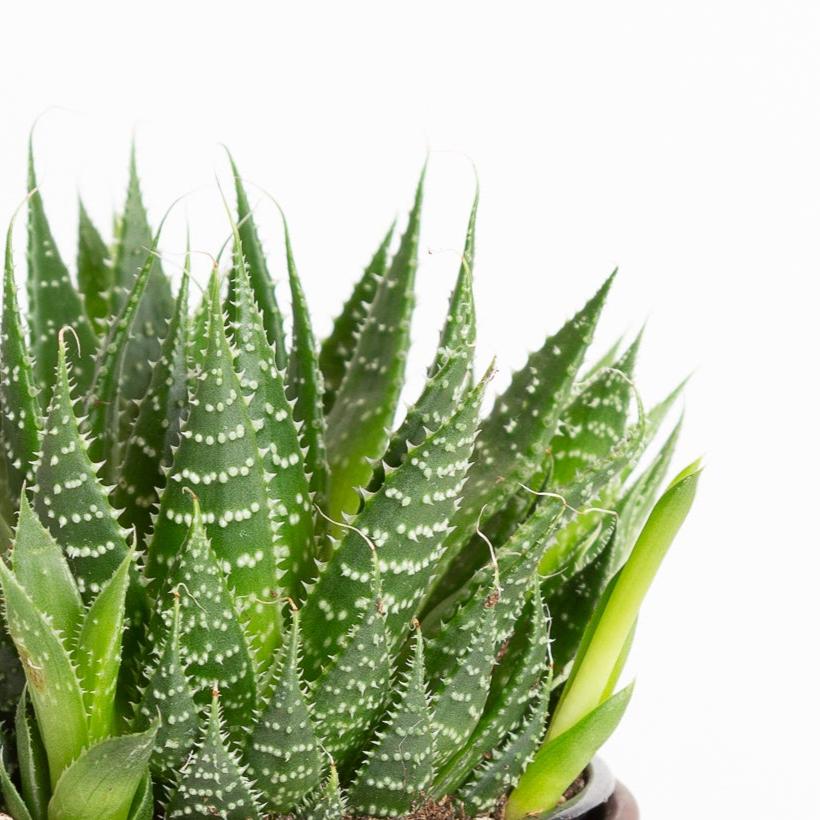 Aloe 'Lace' 4" XL - Urban Sprouts