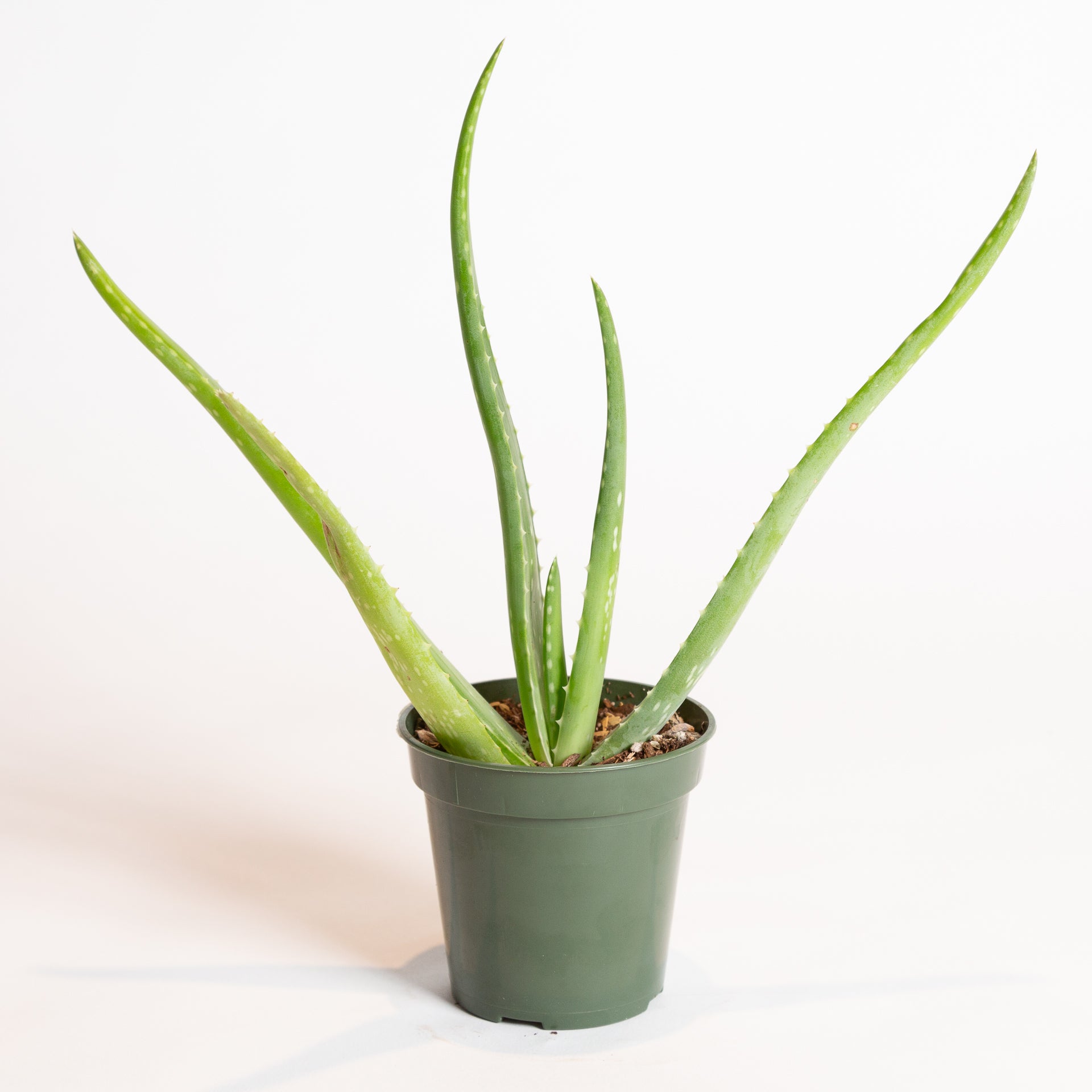 medicinal plants aloe vera Aloe 'Medicinal' 4"