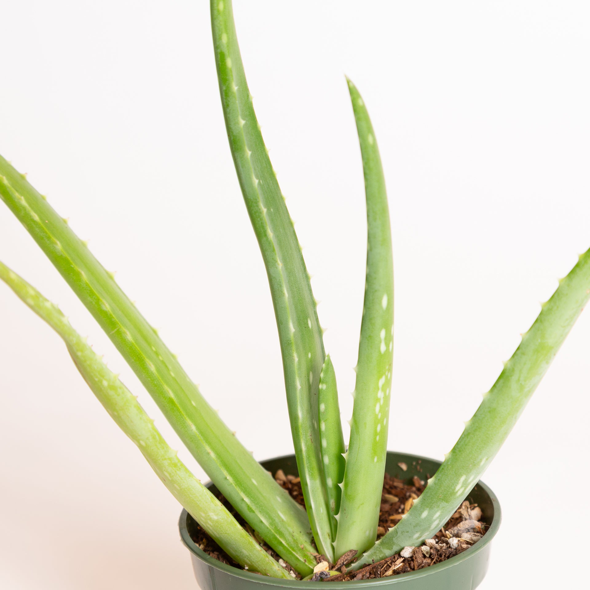 Aloe 'Medicinal' 4" - Urban Sprouts