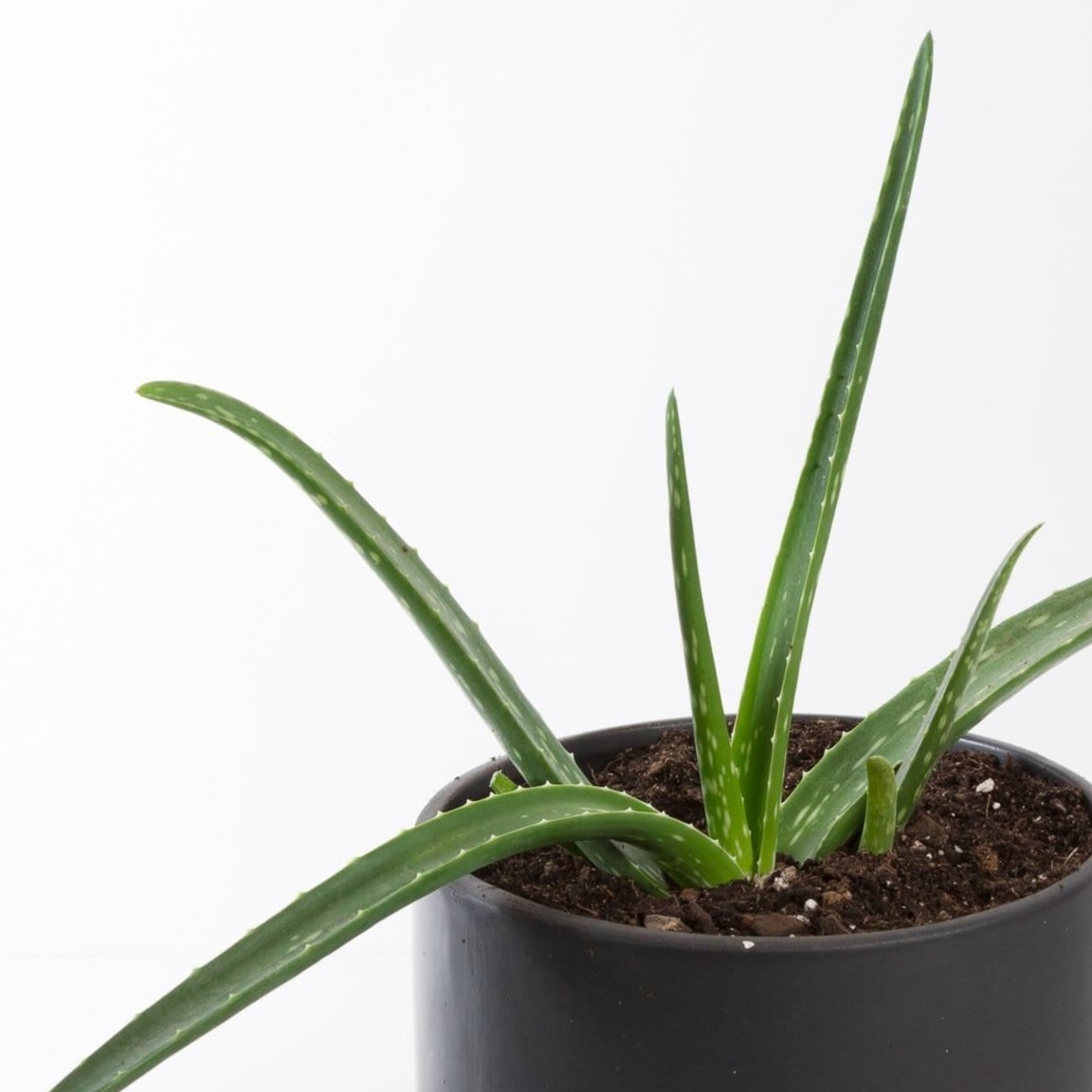 Urban Sprouts Plant Aloe 'Medicinal Aloe'