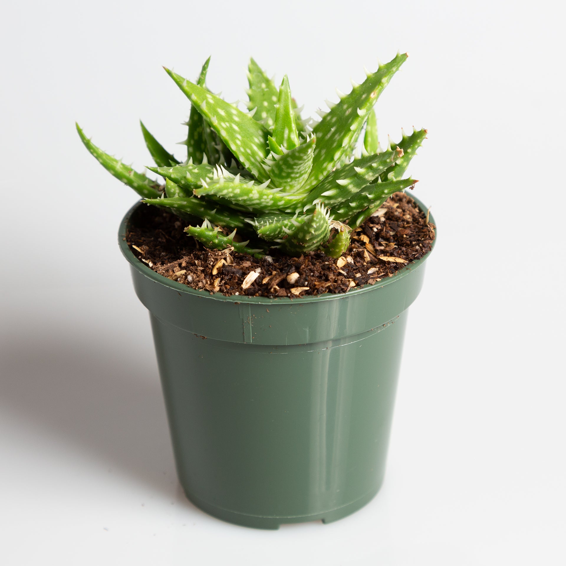 Aloe 'Minnie Belle' 2.5" - Urban Sprouts
