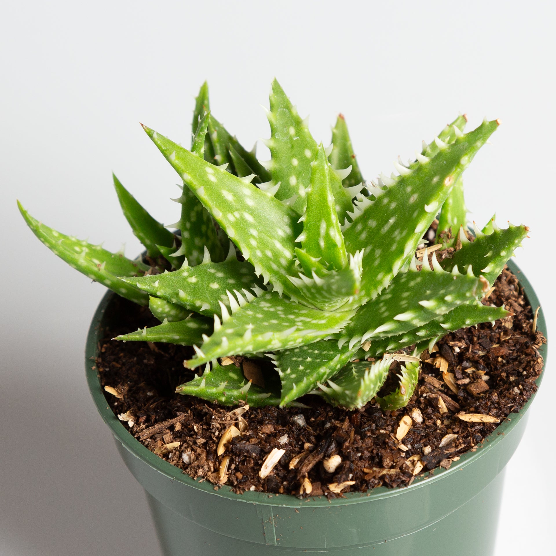 Aloe 'Minnie Belle' 2.5" - Urban Sprouts