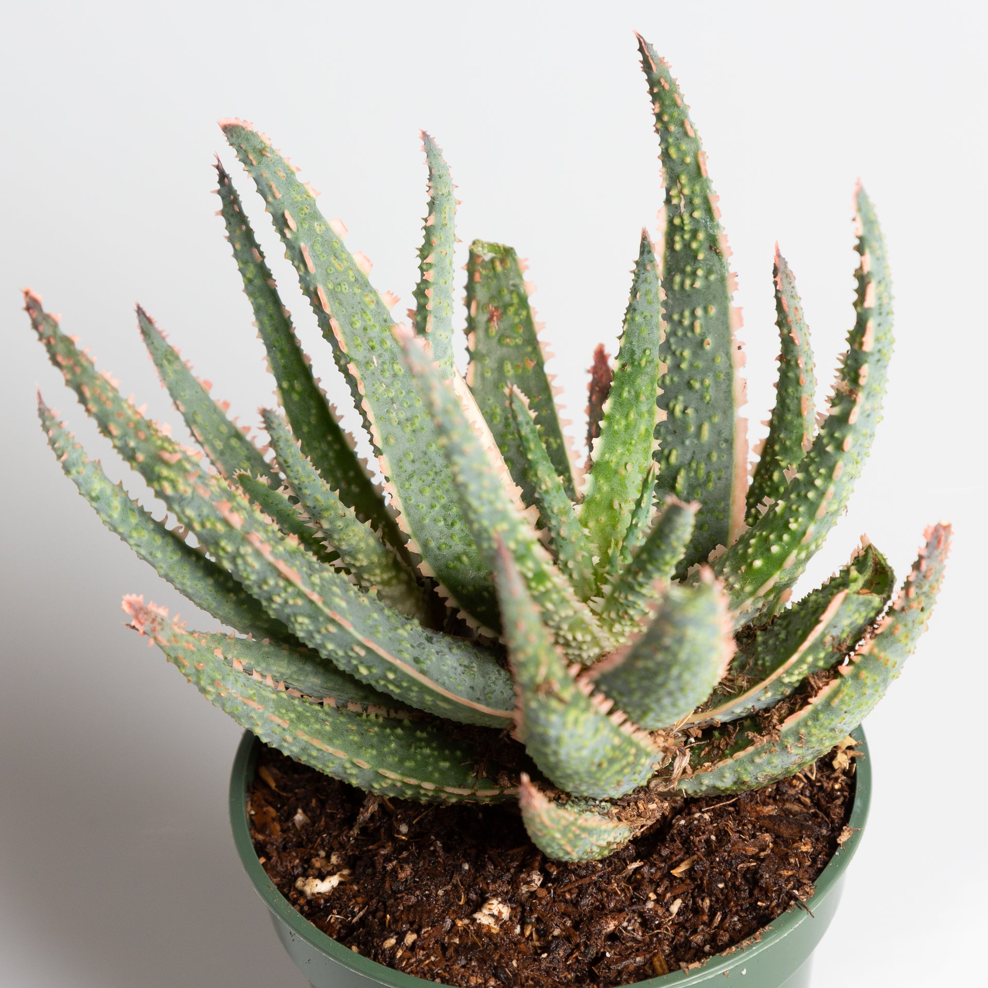 Aloe 'Purple Haze' 4" - Urban Sprouts