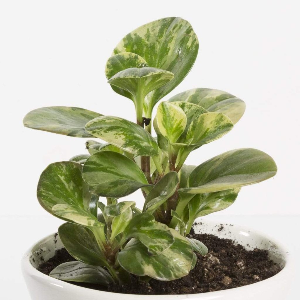 Urban Sprouts Plant American Baby Rubber Plant 'Golden Gate'